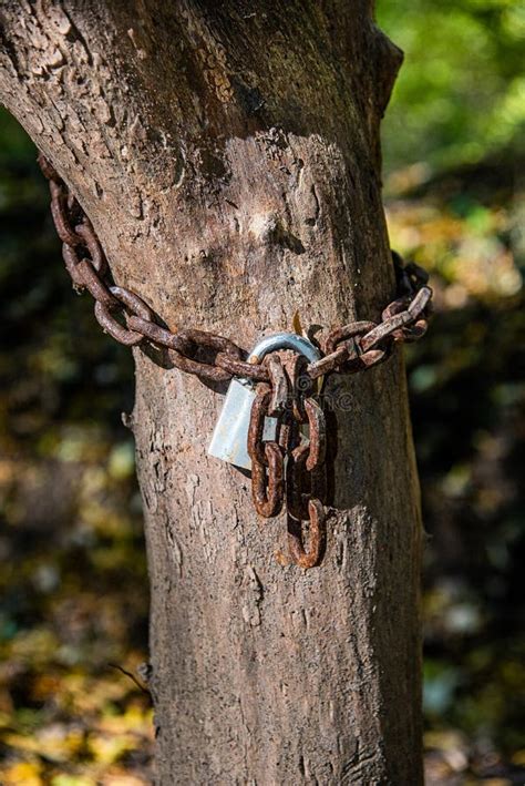 electrical box chained to a tree|mounting wire to tree.